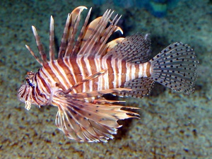 Blog Lion Fish:Spikefin